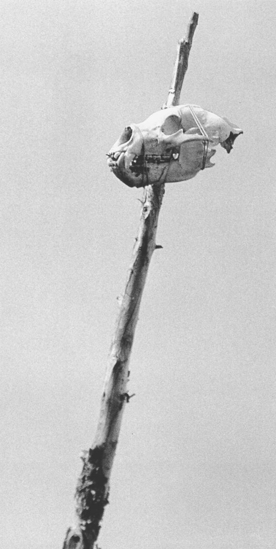 Photo d’archives en noir et blanc : un crâne d’ours attaché au sommet d’une longue perche d’épinette